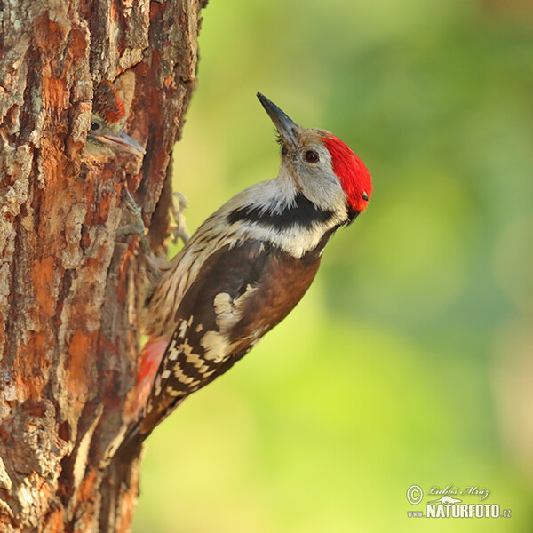 Mittelspecht (Dendrocopos medius)