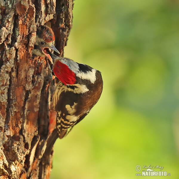 Mittelspecht (Dendrocopos medius)