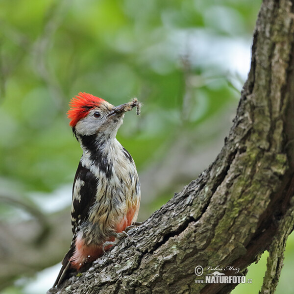 Mittelspecht (Dendrocopos medius)