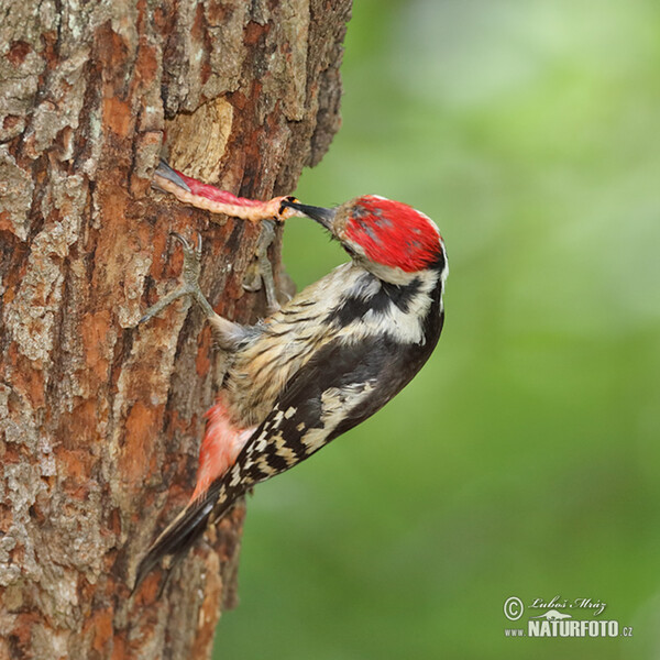 Mittelspecht (Dendrocopos medius)