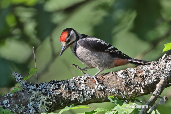 Mittelspecht (Dendrocopos medius)