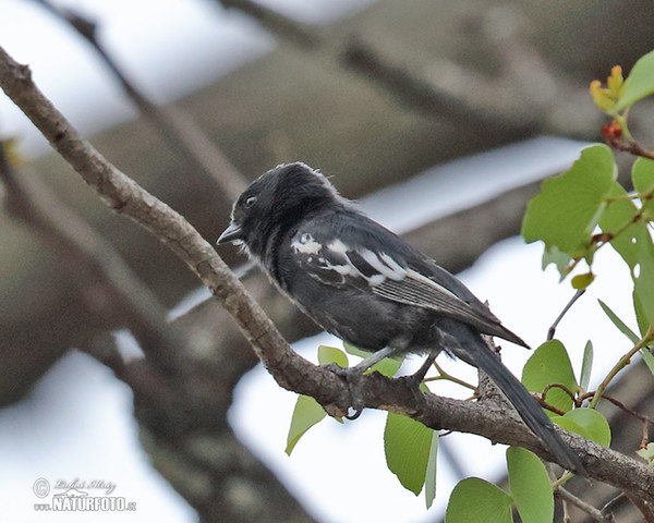 Mohrenmeise (Melaniparus niger)