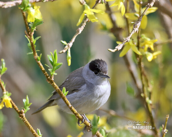 Monchsgrasmucke (Sylvia atricapilla)