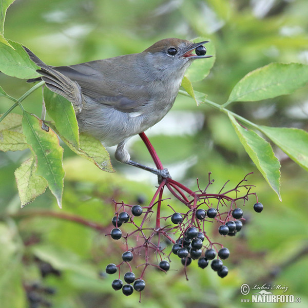 Monchsgrasmucke (Sylvia atricapilla)