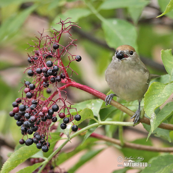 Monchsgrasmucke (Sylvia atricapilla)