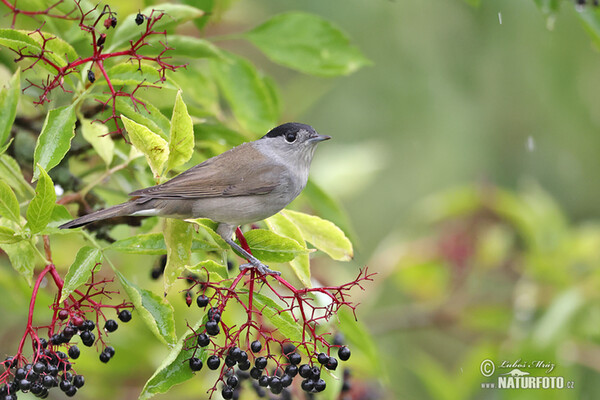 Monchsgrasmucke (Sylvia atricapilla)