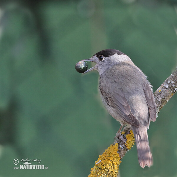 Monchsgrasmucke (Sylvia atricapilla)