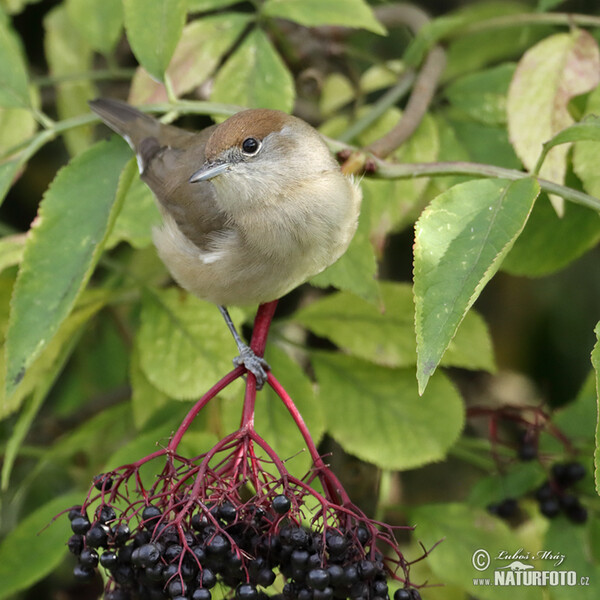 Monchsgrasmucke (Sylvia atricapilla)