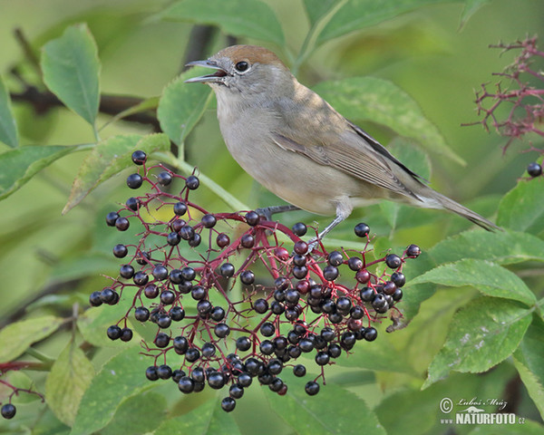 Monchsgrasmucke (Sylvia atricapilla)