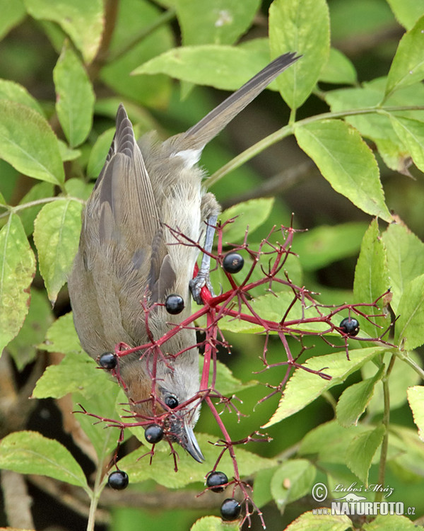 Monchsgrasmucke (Sylvia atricapilla)