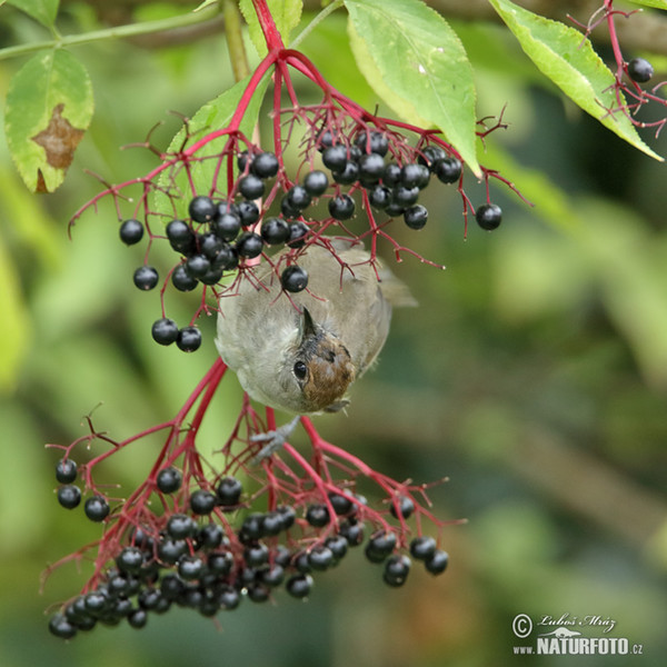 Monchsgrasmucke (Sylvia atricapilla)