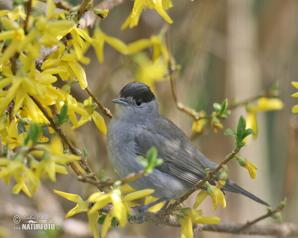 Monchsgrasmucke (Sylvia atricapilla)