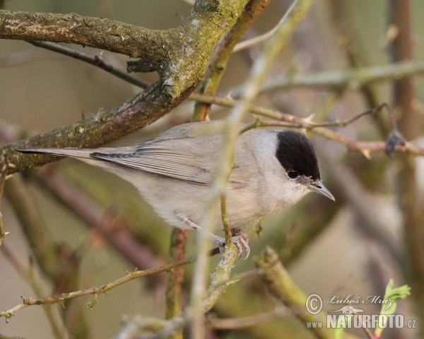 Monchsgrasmucke (Sylvia atricapilla)