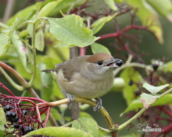 Monchsgrasmucke (Sylvia atricapilla)