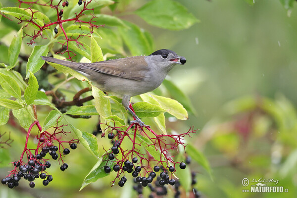 Monchsgrasmucke (Sylvia atricapilla)