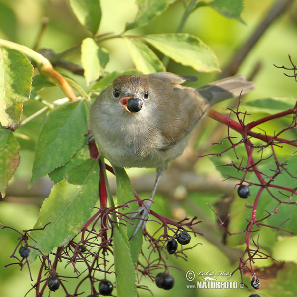 Monchsgrasmucke (Sylvia atricapilla)