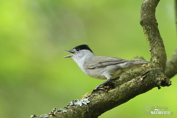 Monchsgrasmucke (Sylvia atricapilla)