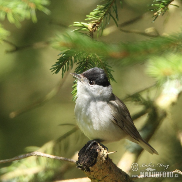 Monchsgrasmucke (Sylvia atricapilla)