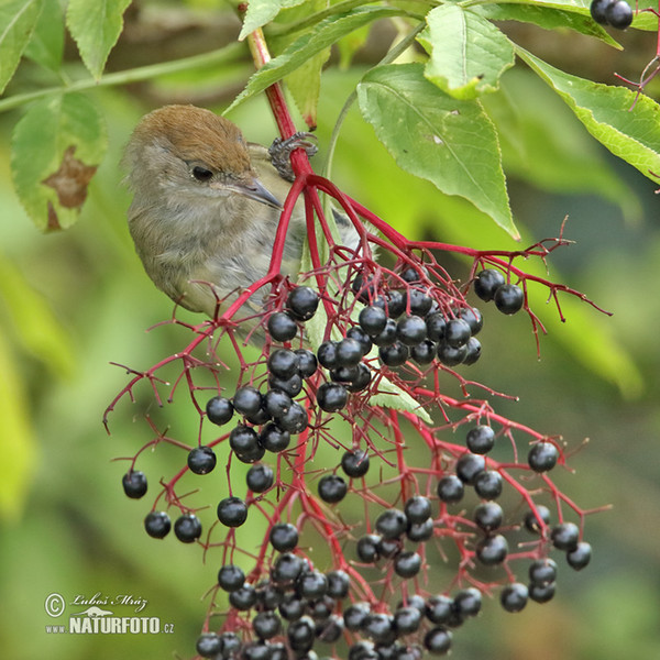 Monchsgrasmucke (Sylvia atricapilla)