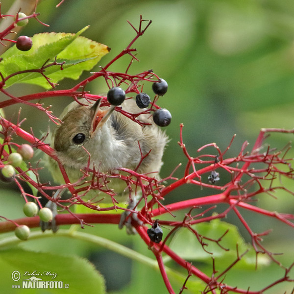 Monchsgrasmucke (Sylvia atricapilla)