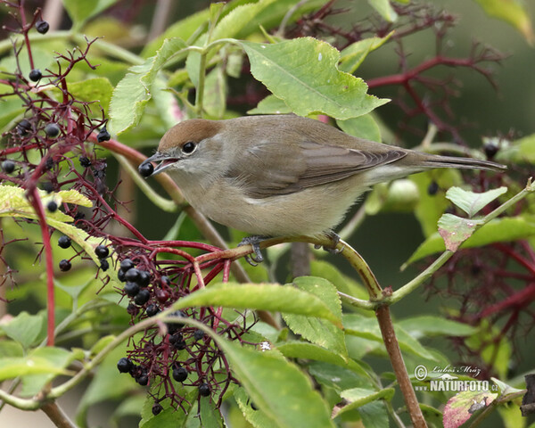 Monchsgrasmucke (Sylvia atricapilla)