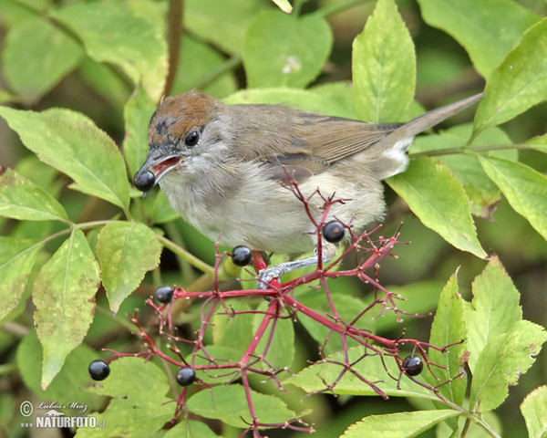 Monchsgrasmucke (Sylvia atricapilla)