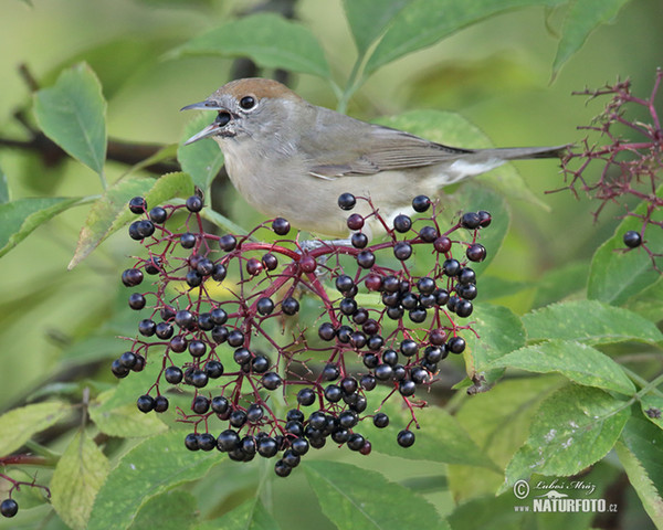 Monchsgrasmucke (Sylvia atricapilla)