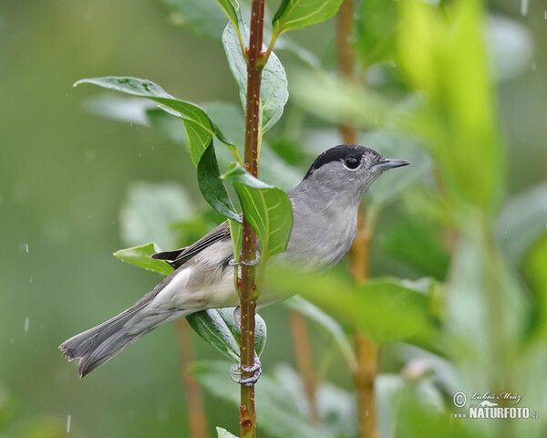 Monchsgrasmucke (Sylvia atricapilla)