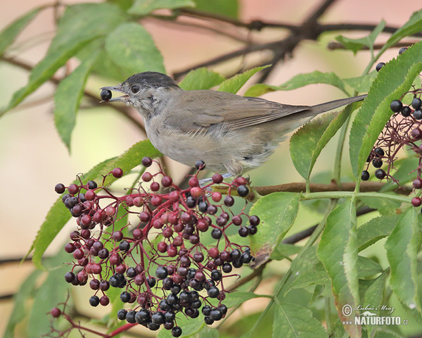 Monchsgrasmucke (Sylvia atricapilla)