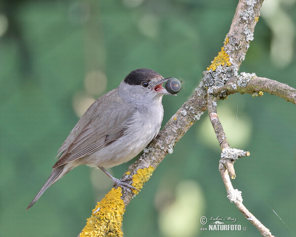 Monchsgrasmucke (Sylvia atricapilla)