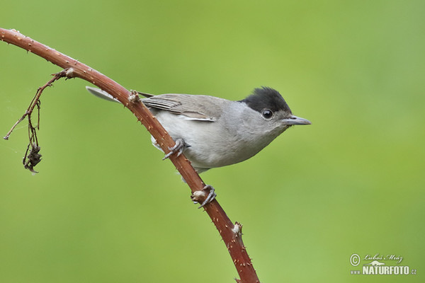 Monchsgrasmucke (Sylvia atricapilla)