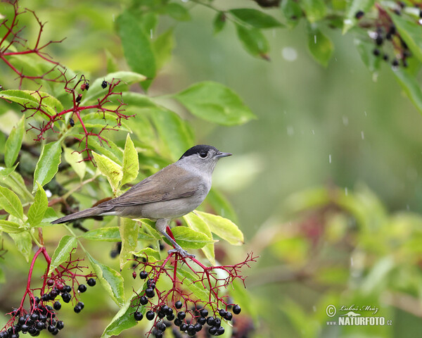 Monchsgrasmucke (Sylvia atricapilla)