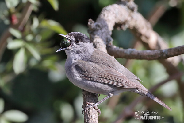 Monchsgrasmucke (Sylvia atricapilla)