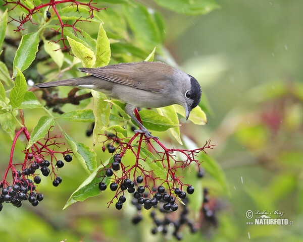 Monchsgrasmucke (Sylvia atricapilla)