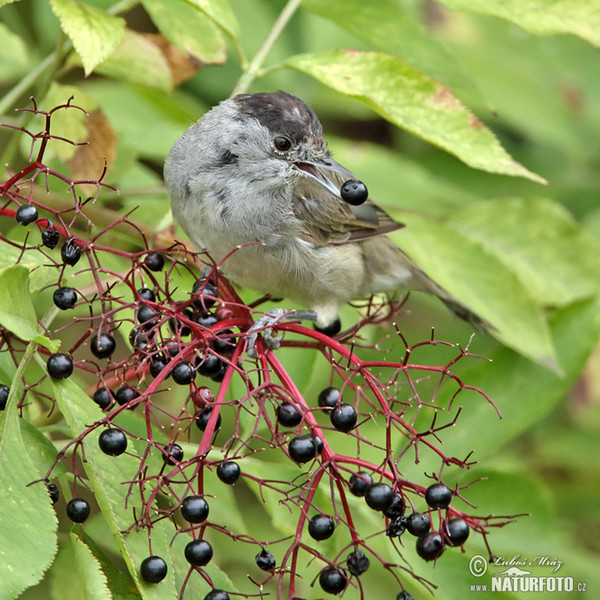 Monchsgrasmucke (Sylvia atricapilla)