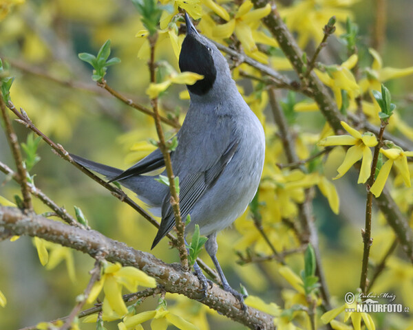 Monchsgrasmucke (Sylvia atricapilla)