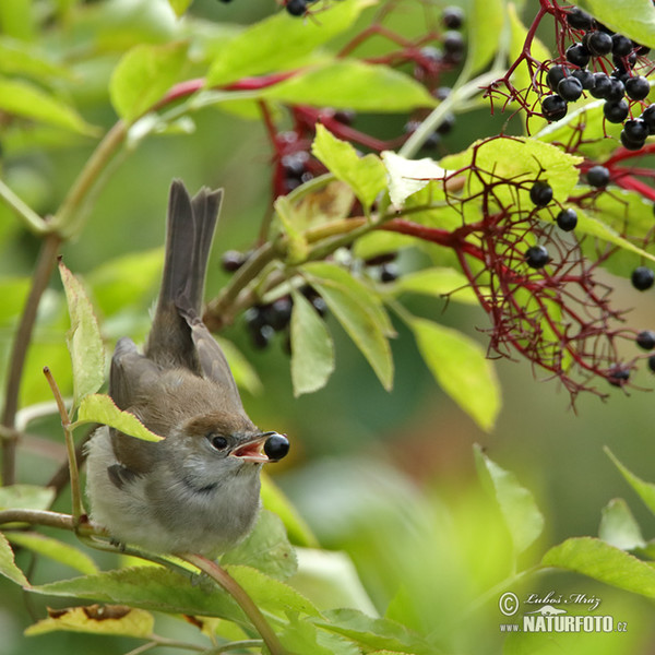 Monchsgrasmucke (Sylvia atricapilla)