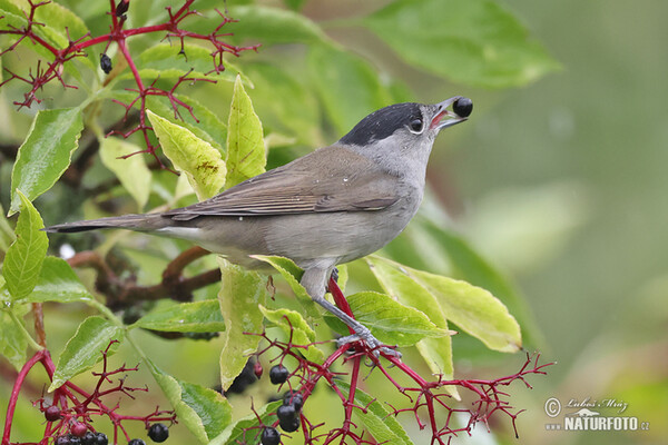 Monchsgrasmucke (Sylvia atricapilla)