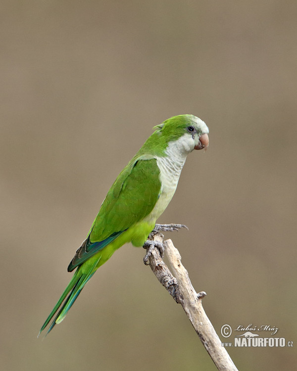 Mönchssittich (Myiopsitta monachus)