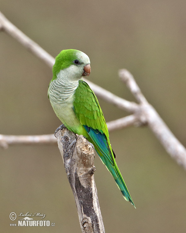 Mönchssittich (Myiopsitta monachus)