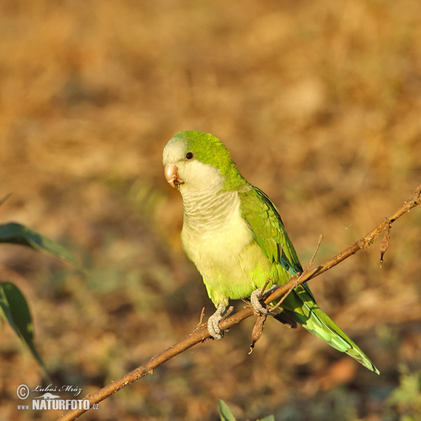 Mönchssittich (Myiopsitta monachus)