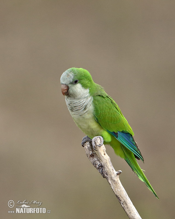 Mönchssittich (Myiopsitta monachus)