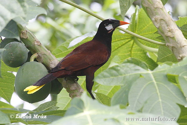 Montezumamastirnvogel (Psarocolius montezuma)