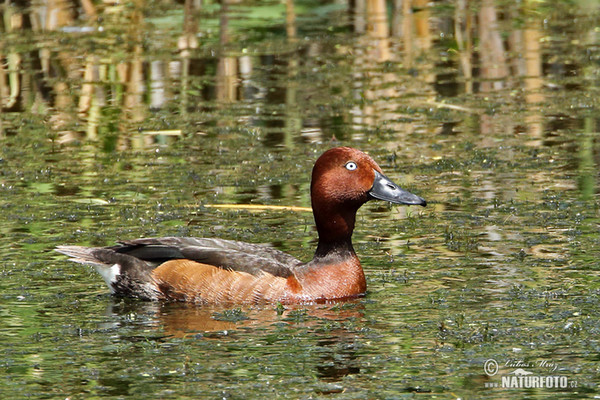 Moorente (Aythya nyroca)