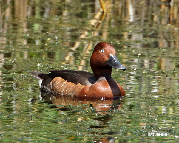 Moorente (Aythya nyroca)