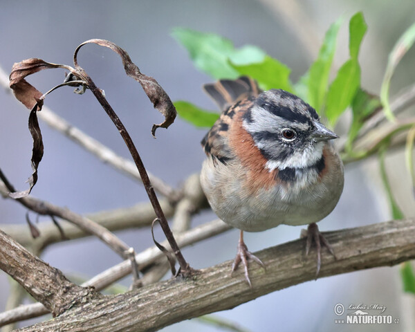 Morgenammer (Zonotrichia capensis)