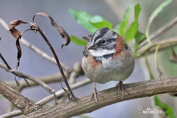 Morgenammer (Zonotrichia capensis)