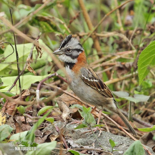 Morgenammer (Zonotrichia capensis)