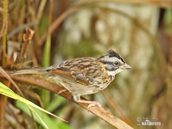 Morgenammer (Zonotrichia capensis)