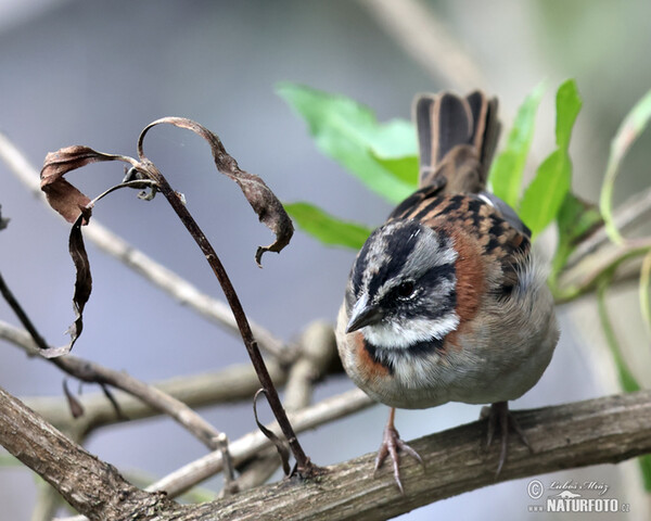 Morgenammer (Zonotrichia capensis)